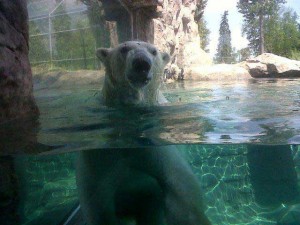 Facebook photo from Cochrane Polar Bear Habitat