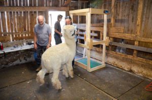 Looking spiffy and ready to go, an unshorn alpaca awaits its turn on the shearing table.