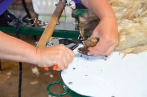 Each alpaca received a pedicure as part of its sojourn on the shearing table.