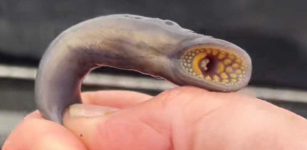 Well-known Island angler Dave Patterson recently had a lamprey bycatch while fishing in Lake Huron, near South Baymouth.