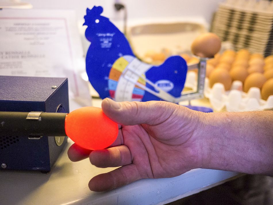 Lights on! Morley Runnalls demonstrates the science of ‘candling’ an egg with a variable high-intensity light source. A candle flame was used in olden days to see inside the egg to ensure it is free of flaws and safe to eat. photos by Isobel Harry