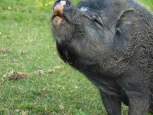 June the pig takes a big sniff of that fresh Manitoulin air on the GLO Farm Sanctuary.photo by Margery Frisch