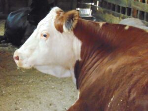 Marin the Hereford is 13 years old and happily living near Manitowaning. photo by Margery Frisch