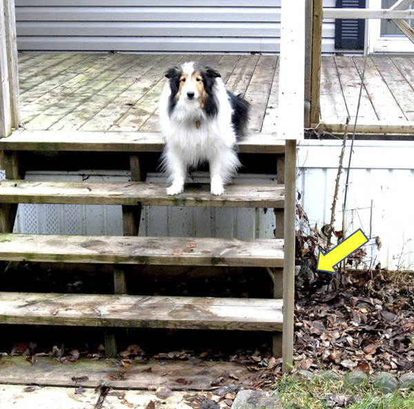 Tara, the Shorthouse sheltie, sitting on the deck within three feet of the nesting (arrow) ruffed grouse.