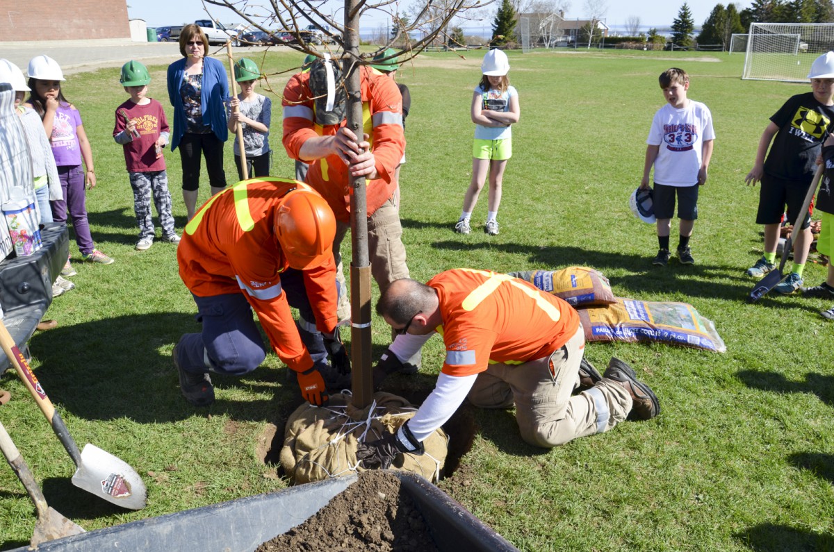 Forestry tech Steven Dey waters the tree planted by Hydro One with the help of Assiginack Grade 4  students