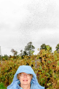 Marilyn Shorthouse, a summer resident of Sheguiandah, was swarmed by mating midges earlier this fall in Assiginack. photo by Joe Shorthouse