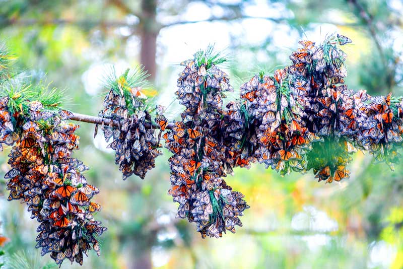 A cluster of overwintering monarchs high in a tree of Pacific Grove, California. Note that at least 10 of the monarchs had blue tags.  photo courtesy of Ernie Schoenhoeffer of West Vancouver, B.C. 