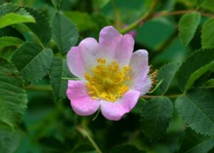 Flower of a dog rose. The shrub blooms from June to July.