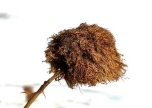 Mossy gall on the Mindemoya dog rose. We still do not understand how larvae of gall wasps turn a leaf bud into large hairy structures.