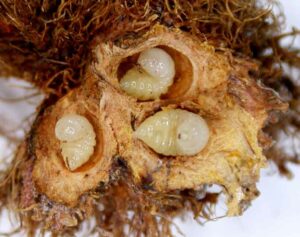 Mossy gall opened to show the wasp larvae in their chambers.