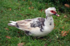 NT-Lily–Muscovy-duck