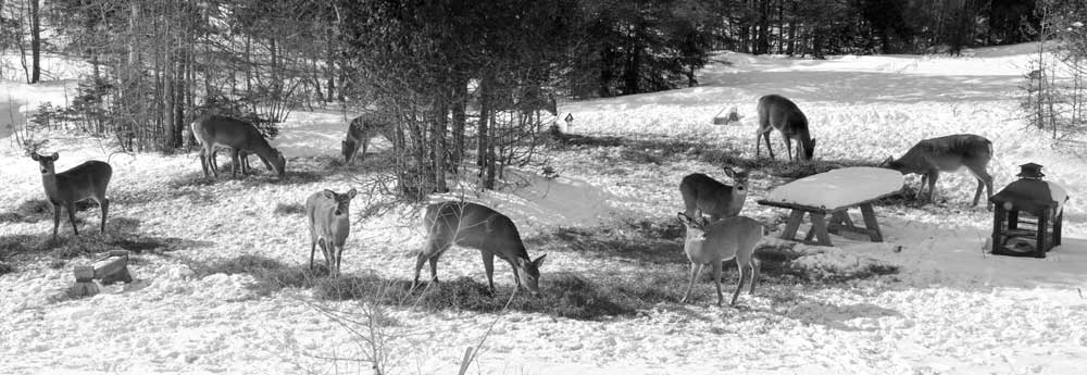 NT-many-deer-come-to-eat-hay-and-a-little-grain