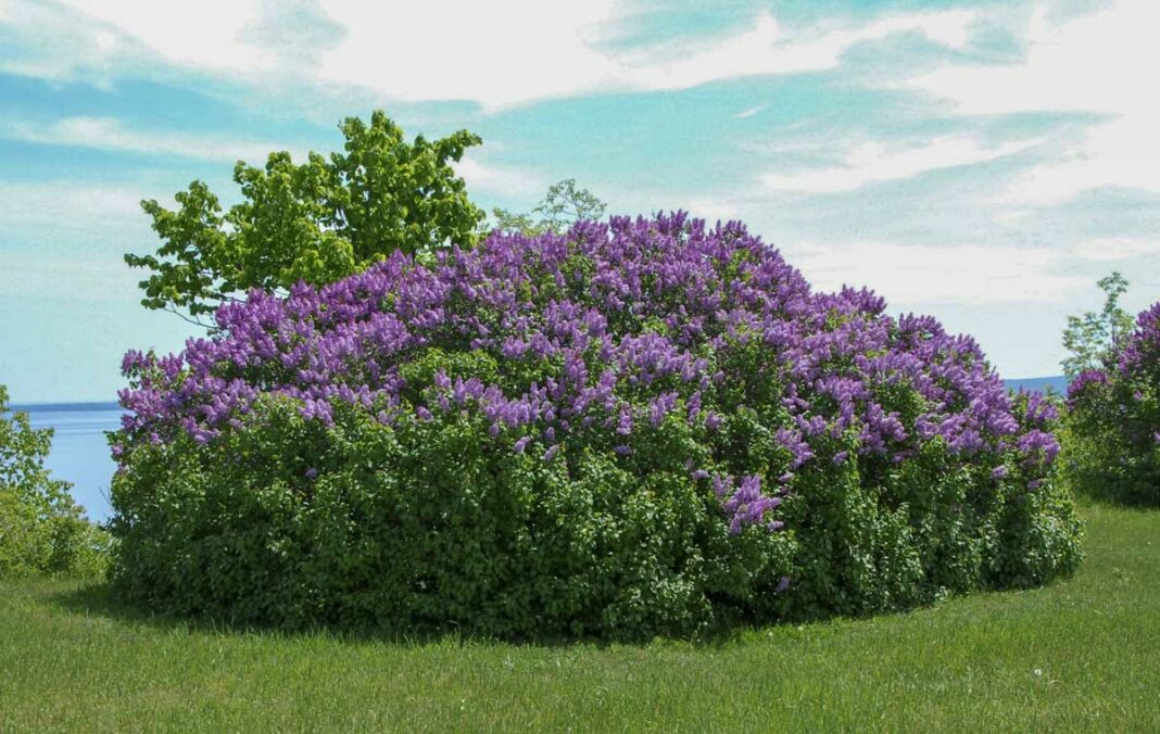 A mature lilac shrub, several decades old, on the eastern escarpment near 10 Mile Point. photo by Joe Shorthouse.