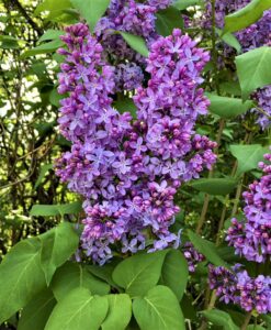 Lilac blossoms at their most colourful and fragrant, along with characteristic dark green, heart-shaped leaves. photo by Joe Shorthouse.