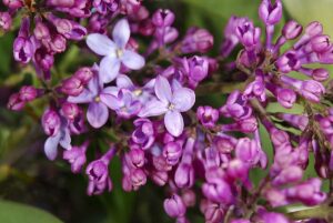 Lilac blossom with partially opened and opened four petaled flowers. photo by Joe Shorthouse.