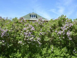 Hedge of mature lilacs around an old home near Mindemoya. photo by Joe Shorthouse.