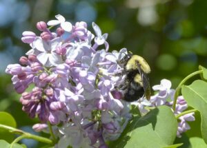 Bumblebee collecting nectar and pollen from lilac flowers. photo by Joe Shorthouse.