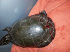 Turtle-rescue–Tutu-when-he-was-first-brough-into-the-Animal-Island-Hosptial