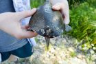 Turtle-rescue–fixed-and-well