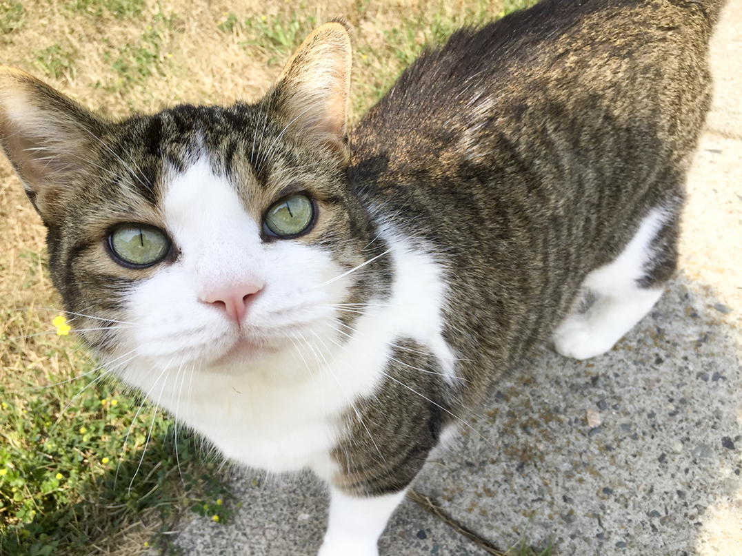 Sheguiandah cat Rudy, who was diagnosed with blastomycosis two weeks ago, could become Manitoulin’s first feline survivor. He appears bright for the camera on Monday of this week.