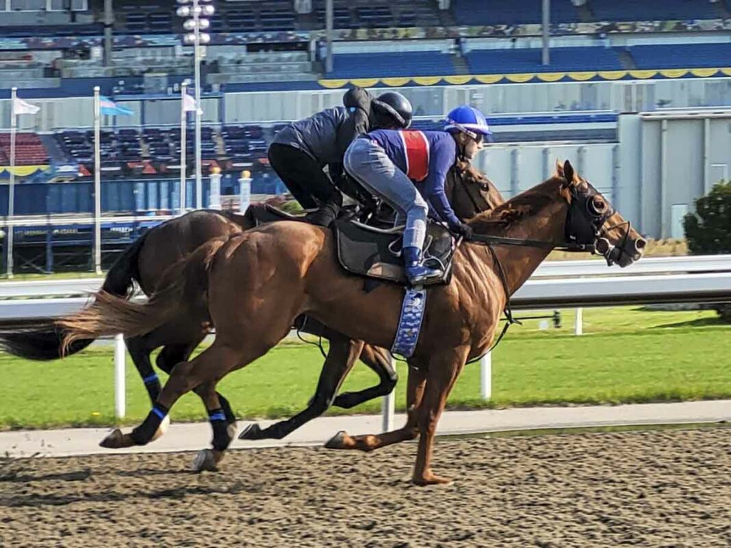 Racehorse Clive Cross, who is owned by two Manitoulin Island men made his racing debut in May. In photo, Clive in foreground, is shown going through a training session.