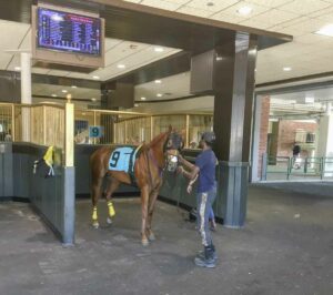 Racehorse Clive Cross enjoys some quiet time prior to his debut race May 27 at Woodbine Racetrack in Toronto.