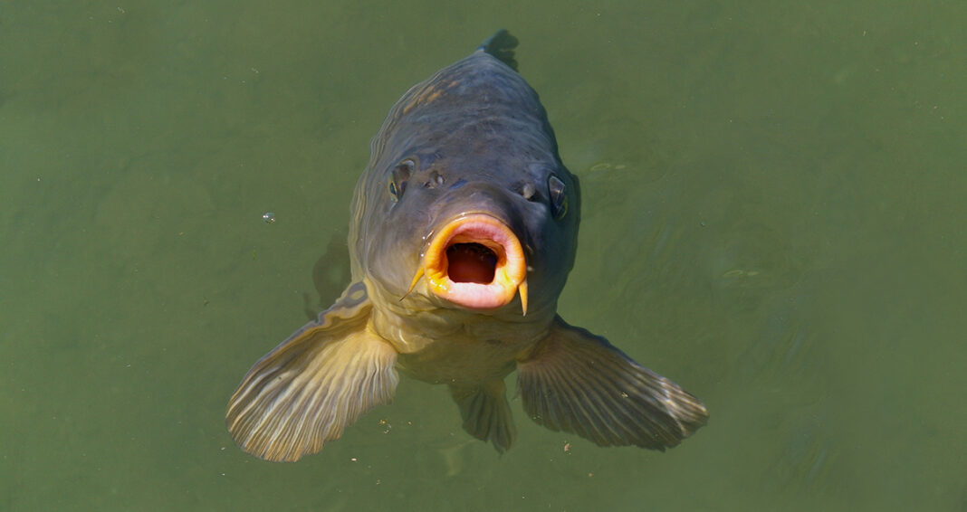 large invasive carp