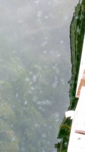 Barely the size of a penny, these invasive tiny jellyfish were spotted off the government dock in Sheguiandah. Native to China, the hydrozoa species are now quite common across the Great Lakes and Ontario, but are not so commonly seen on Manitoulin Island. photos by Alison Augonie