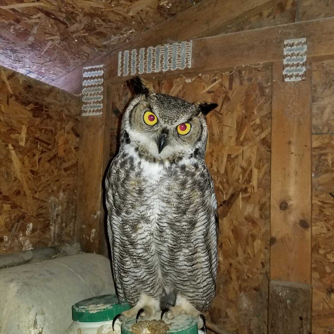 Man Battles Chicken Killing Owl The Manitoulin Expositor