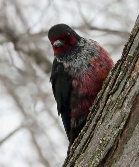 Lewis's woodpecker, red and blue woodpecker on a tree in the winter