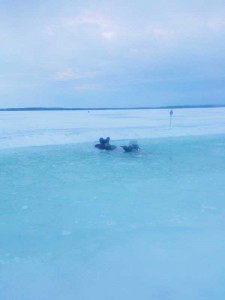 The submerged snowmobile in the North Channel, just before it is pulled to shore. Note the pressure crack and the sign, urging snowmobilers to go slow over the pressure crack, which warm temperatures had caused to open up. photos by Todd Corbiere