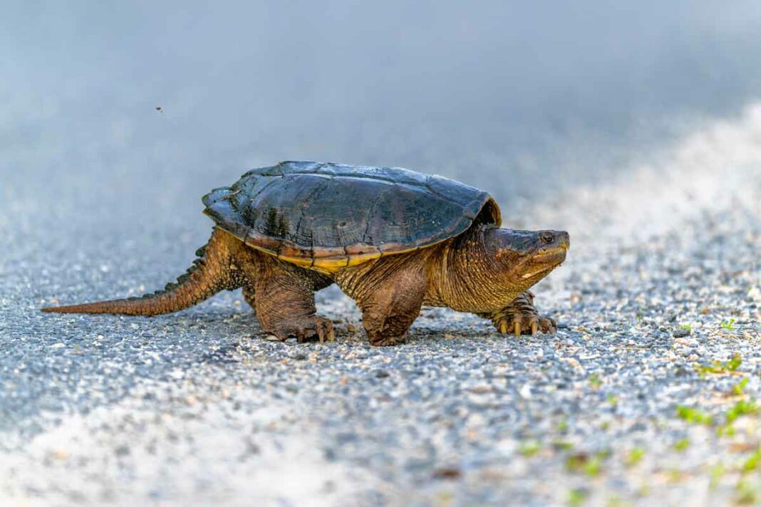 Friends of Manitoulin Turtles is hoping to raise funds for turtle crossing signs. Shutterstock.