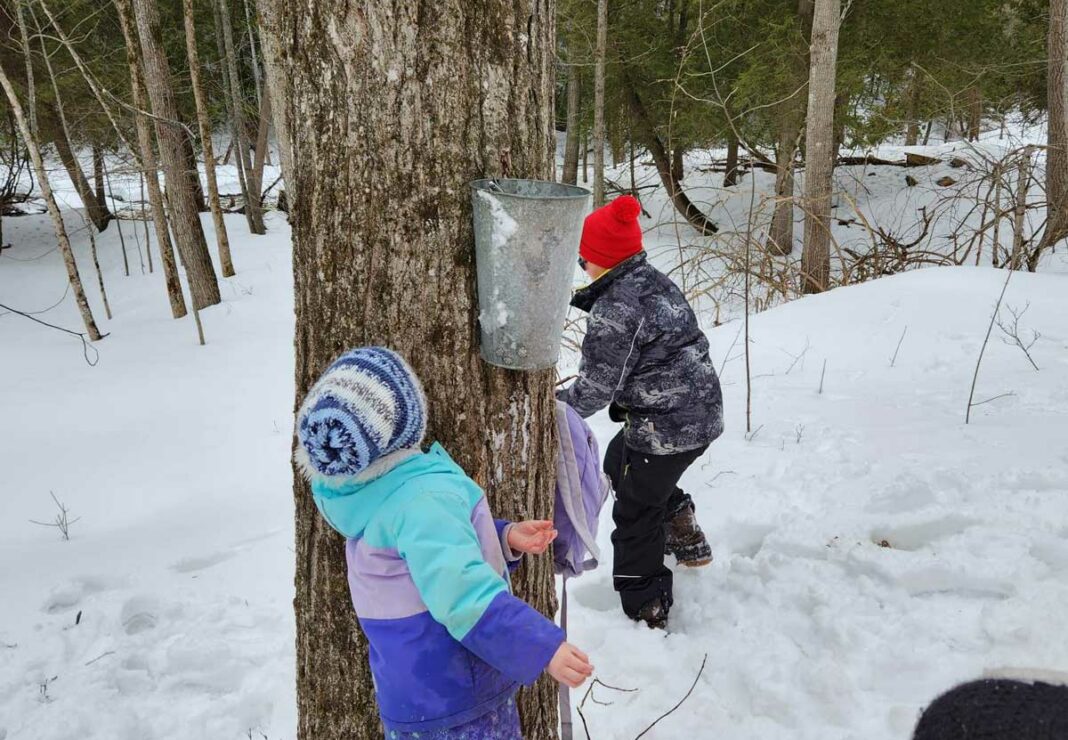 AWAITING THE NEXT SWEET DRIP—Manitoulin Streams Improvement Association hosted a Youth Rangers event focusing on the maple syrup process, attended by about 45 youth from around Manitoulin Island in Kagawong on March 16.